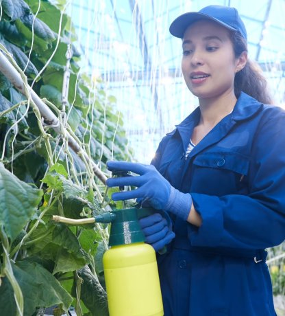 Kasmedewerker verzorgt komkommerplanten in de glastuinbouw